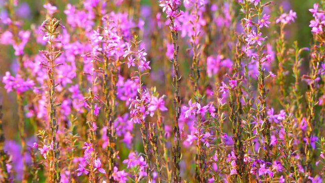 Lythrum salicaria (purple loosestrife)