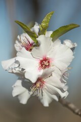 flower of Almond