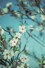 blooming tree