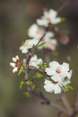 Almond