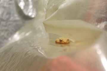 Unusual Rest: Beige Frog Encased in Plastic