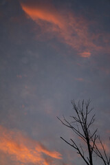 sunset in the sky with a tree top