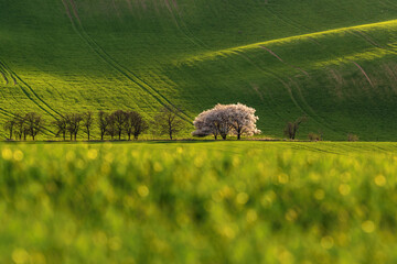 Fresh green color in the sown fields of Moravian Tuscany with lonely blooming trees in the glow of...