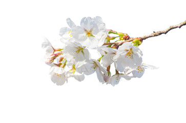 Beautiful sakura flowers isolate on transparent background.cherry blossom © piti