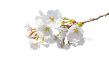 Beautiful sakura flowers isolate on transparent background.cherry blossom