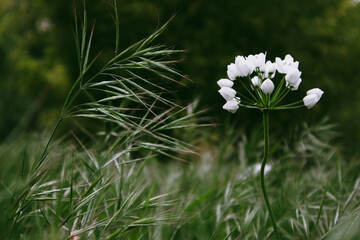 White blossoming flowers in spring garden. Springtime blooming plant on dark green background. Allium neapolitanum (Naples Leek) Maltese Islands Flora