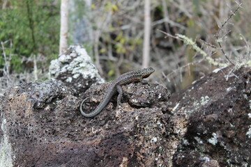 Fototapeta premium Galapagos Lava Lizard: Basking on Volcanic Rock