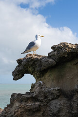 Fototapeta na wymiar Seagull on a rock in Biarritz, spring time with blue sky and a white cloud. Basque Country.