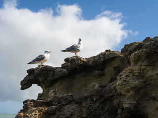 Two seagull on a rock at the seaside. Spring time. Biarritz, Basque Country. - 781295080