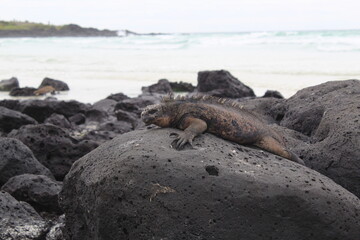 Volcanic Majesty: Marine Iguana Perched on Lava Rock