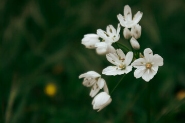 White blossoming flowers in spring garden. Springtime blooming plant on dark green background. Allium neapolitanum (Naples Leek) Maltese Islands Flora