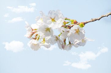 Beautiful sakura flowers on blue sky background .cherry blossom