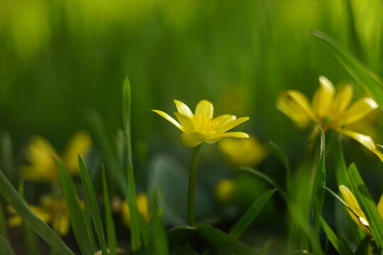 Yellow marsh marigold flowers grow in a sunny spring field