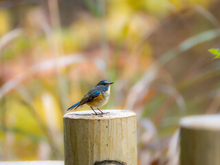 木陰の杭の上に留まっているルリビタキの雄