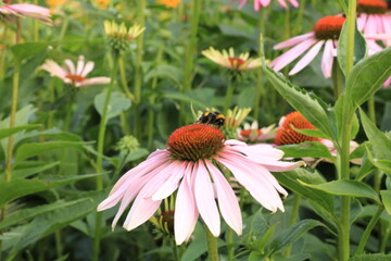 Bee on flower 