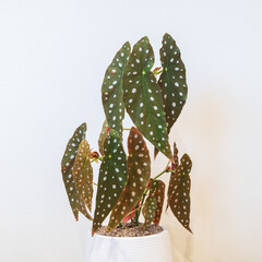 Polka Dot Begonia (Begonia Maculata) Plant - 781299863