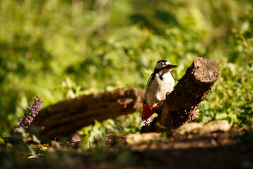 great spotted woodpecker on the branch