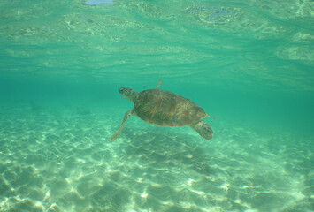 Obraz premium a sea turtle swimming in the reef