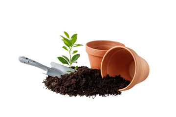 Planting seedling of citrus tree from pots in soil in garden. Gardening concept.