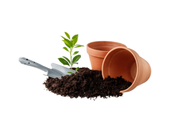 Planting seedling of citrus tree from pots in soil in garden. Gardening concept.