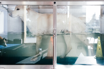 white german shepherd at a hydrotherapy pool - obrazy, fototapety, plakaty