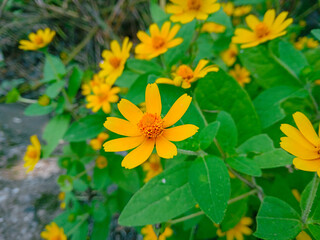 yellow flowers in the garden. mini sunflowers. wedelia Chinensis or wild yellow daisy