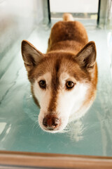 siberian husky dog at hydrotherapy machine