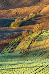 Long shadows of spring leafless trees in the golden hour at sunrise in the fields of Moravian...