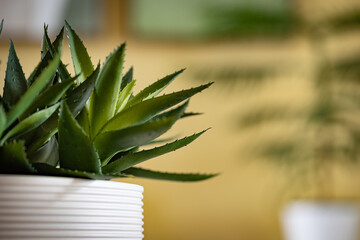 Decorative aloe cactuses in a white pot as a part of yellowish interior background image with space...