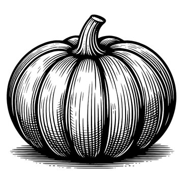 Pumpkin fruit plant food sketch engraving generative ai PNG illustration. Scratch board imitation. Black and white image.