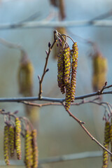 Small branch of black alder Alnus glutinosa with male catkins and female red flowers. Blooming alder in spring beautiful natural background with clear earrings and blurred background