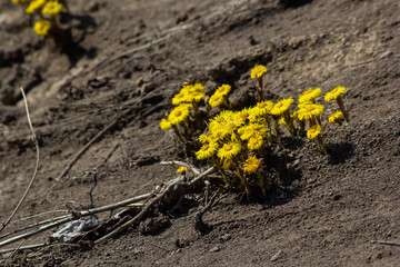 Tussilago farfara, commonly known as coltsfoot is a plant in the groundsel tribe in the daisy family Asteraceae. Flowers of a plant on a spring sunny day