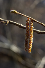 Small branch of black alder Alnus glutinosa with male catkins and female red flowers. Blooming alder in spring beautiful natural background with clear earrings and blurred background