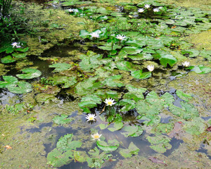 background, white flowers in different shades and shapes decorating the beautiful garden