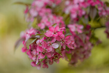Delicate pink blossoms adorn the branches of an apple tree, signaling the arrival of spring. The flowers, highlighted by the gentle light of the season, offer a refreshing sight of natural beauty.