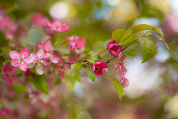 Delicate pink blossoms adorn the branches of an apple tree, signaling the arrival of spring. The flowers, highlighted by the gentle light of the season, offer a refreshing sight of natural beauty.