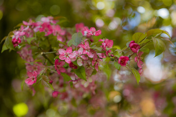 Delicate pink blossoms adorn the branches of an apple tree, signaling the arrival of spring. The...