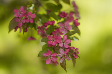 Delicate pink blossoms adorn the branches of an apple tree, signaling the arrival of spring. The flowers, highlighted by the gentle light of the season, offer a refreshing sight of natural beauty.