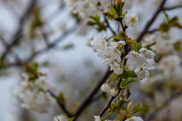 Selective focus of beautiful branches of cherry blossoms on the tree under blue sky, Beautiful Sakura flowers during spring season in the park, Floral pattern texture, Nature background