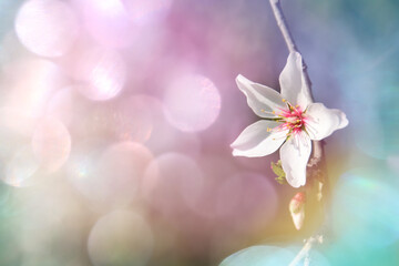 dreamy background of spring blossom tree. selective focus