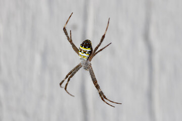 Spider