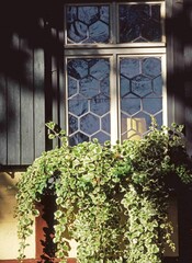 Fenster mit Pflanze