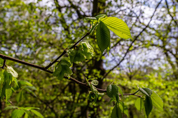 Hornbeam leaf in the sun. Hornbeam tree branch with fresh green leaves. Beautiful green natural background. Spring leaves