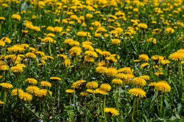 Field of blooming yellow dandelion flowers Taraxacum Officinale in park on spring time. A green...