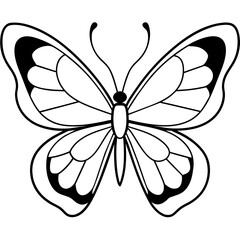     Butterfly vector illustration with line art..
