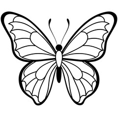     Butterfly vector illustration with line art..
