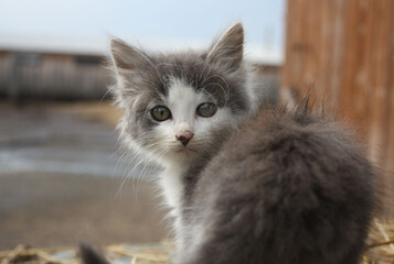 Naklejka na ściany i meble Photo, little gray kitten. High quality photo