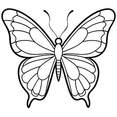     Butterfly vector illustration with line art..
