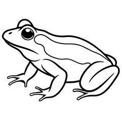 frog isolated on white