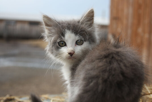Photo, little gray kitten. High quality photo